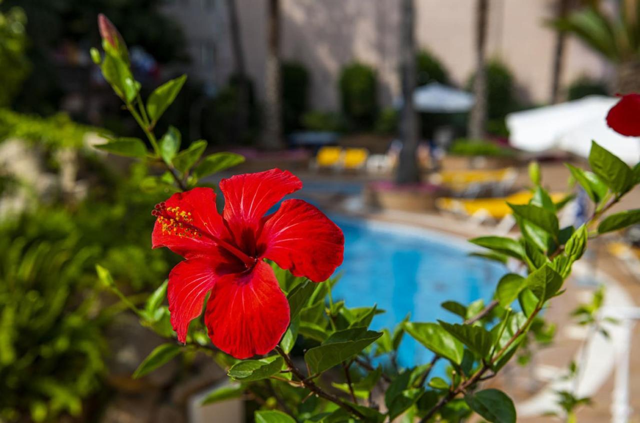 Hotel Guitart Rosa - Adults Only Lloret de Mar Zewnętrze zdjęcie